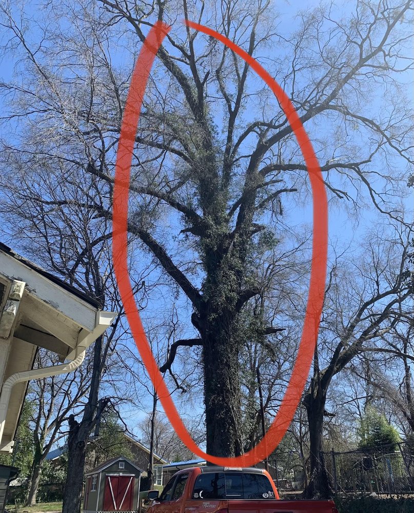 Tree Dimensions - tree service in Boiling Springs, SC