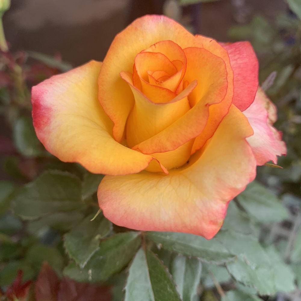 Grower's Outlet - Roses - Nurseries & Gardening Near Me - Loganville, Georgia