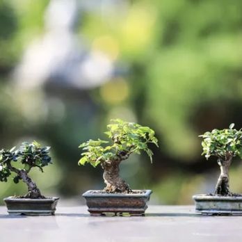 Bennys Bonsai And Beehives - a row of bonsai trees - Lawn Services Near Me Bennys Bonsai And Beehives - a row of bonsai trees - Lawn Services Near Me