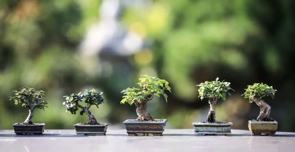 Bennys Bonsai And Beehives - tree service in Orlando, FL