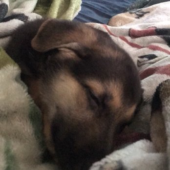Riverside Animal Hospital - Veterinarians Near Me - Kelso, Washington Riverside Animal Hospital - Veterinarians Near Me - Kelso, Washington