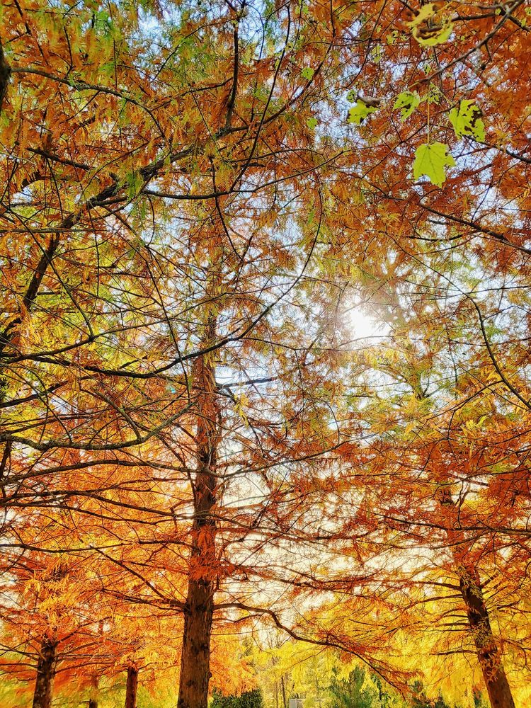 CAMP DENNISON MEMORIAL PARK Updated October 2024 7650 Glendale