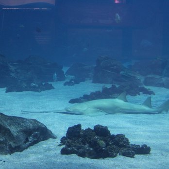 Georgia Aquarium - Aquariums Near Me - Atlanta, Georgia