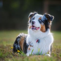 Canine Evolutions