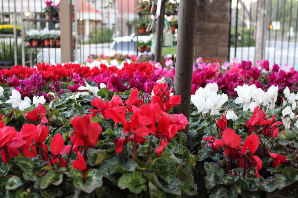 Armstrong Garden Centers 58 Photos 55 Reviews Nurseries