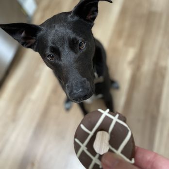 Juliantla Chocolate - a black dog looking up at a chocolate donut - Chocolatiers & Shops Near Me - Julian, California Juliantla Chocolate - a black dog looking up at a chocolate donut - Chocolatiers & Shops Near Me - Julian, California