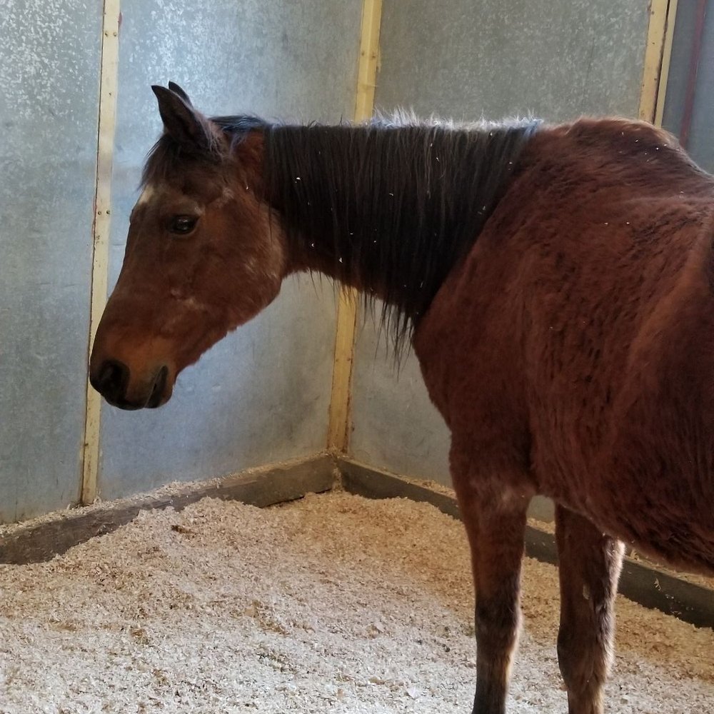 The Equine Center - Recovery. - Veterinarians Near Me - San Luis Obispo, California The Equine Center - Recovery. - Veterinarians Near Me - San Luis Obispo, California