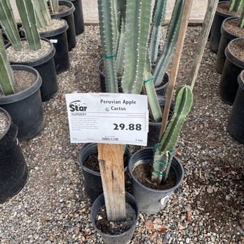 Star Nursery - More Cactus - Nurseries & Gardening Near Me - Washington, Utah
