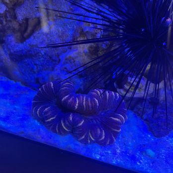 Aqua SD - This is what I got! Not even close. They are blaming my lights! BS - Radion x15 Pro at 60% - Local Fish Stores Near Me - San Diego, California Aqua SD - This is what I got! Not even close. They are blaming my lights! BS - Radion x15 Pro at 60% - Local Fish Stores Near Me - San Diego, California