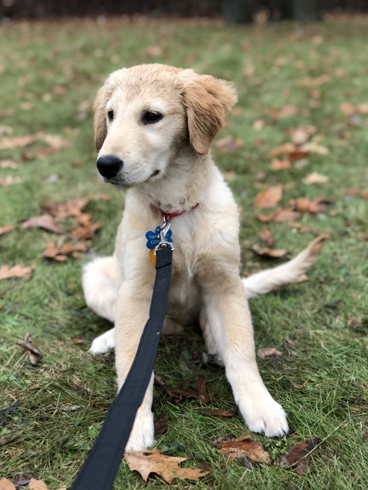 Walks With Julia - pet boarding facility in Delmar, NY