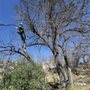 Photo of Mile High Tree Service