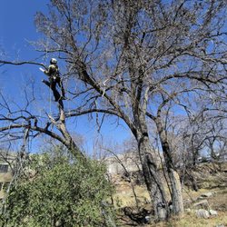 Mile High Tree Service - Brandon roped in... nuance-cutting a leaning Siberian Elm tree so as to protect the native bush below from falling branches.
