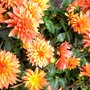 Photo of flower-dreams