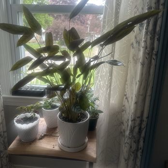Peace Lily - This is my repotted plant happy at home. Thanks Peace Lily. - Nurseries & Gardening Near Me - Cleveland Heights, Ohio Peace Lily - This is my repotted plant happy at home. Thanks Peace Lily. - Nurseries & Gardening Near Me - Cleveland Heights, Ohio
