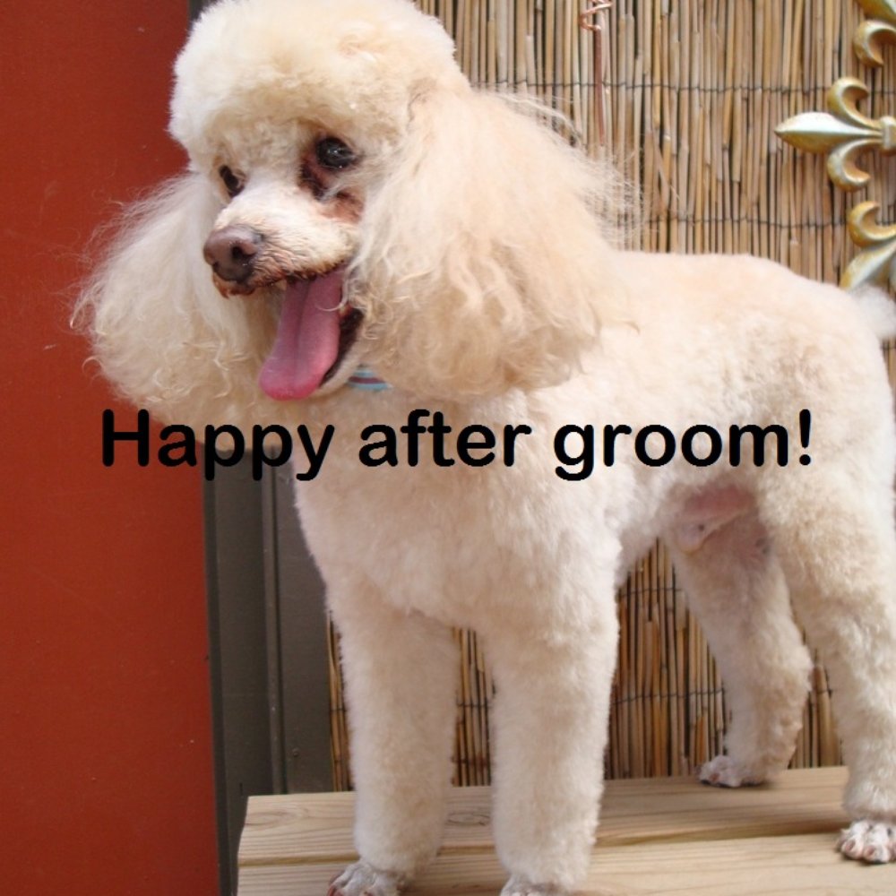 Heavenly Paws - My boy after another groom, different date, at Heavenly Paws. - Pet Stores Near Me - Lubbock, Texas Heavenly Paws - My boy after another groom, different date, at Heavenly Paws. - Pet Stores Near Me - Lubbock, Texas