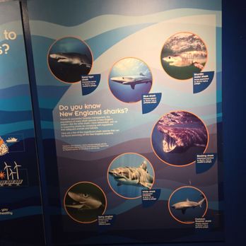 New England Aquarium - Aquariums Near Me - Boston, Massachusetts New England Aquarium - Aquariums Near Me - Boston, Massachusetts