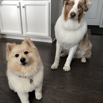 The Dirty Dog Grooming - Sandy and Kobe with their new haircuts! - Pet Groomers Near Me - Broomfield, Colorado The Dirty Dog Grooming - Sandy and Kobe with their new haircuts! - Pet Groomers Near Me - Broomfield, Colorado