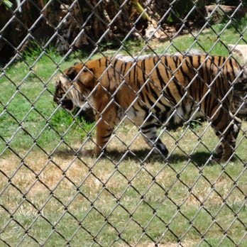 Honolulu Zoo - Tigers - Zoos Near Me - Honolulu, Hawaii