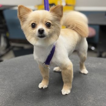 The Good Dog - One more happy pup after a top-notch grooming at The Good Dog! - Pet Stores Near Me - Rancho Cucamonga, California The Good Dog - One more happy pup after a top-notch grooming at The Good Dog! - Pet Stores Near Me - Rancho Cucamonga, California