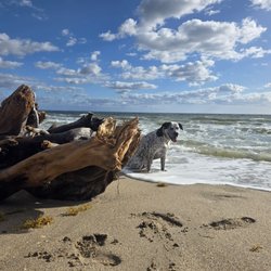 Sky Pics N Vids - Driftwood and a dog