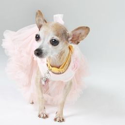 My dog Mouse My dog Mouse