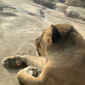 Denver Zoo - Lion - Zoos Near Me - Denver, Colorado Denver Zoo - Lion - Zoos Near Me - Denver, Colorado