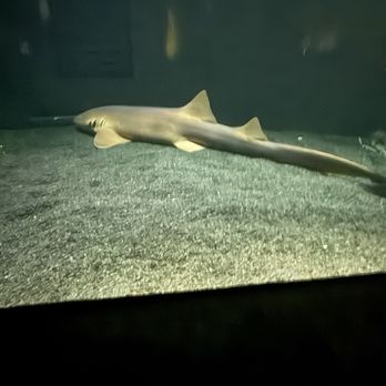 National Aquarium - Aquariums Near Me - Baltimore, Maryland National Aquarium - Aquariums Near Me - Baltimore, Maryland
