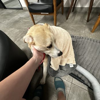 VEG ER for Pets - Puppy - Emergency Pet Hospital Near Me - Austin, Texas VEG ER for Pets - Puppy - Emergency Pet Hospital Near Me - Austin, Texas