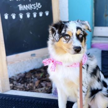Bath House Pet Grooming - Pet Groomers Near Me - Jacksonville Beach, Florida Bath House Pet Grooming - Pet Groomers Near Me - Jacksonville Beach, Florida