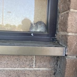 99 Cents Only Stores - Rat in the window !