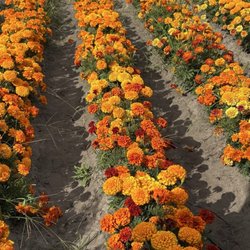 Sanchez Farms
