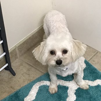 Sydnee's Pet Grooming - After - Pet Groomers Near Me - Chicago, Illinois Sydnee's Pet Grooming - After - Pet Groomers Near Me - Chicago, Illinois