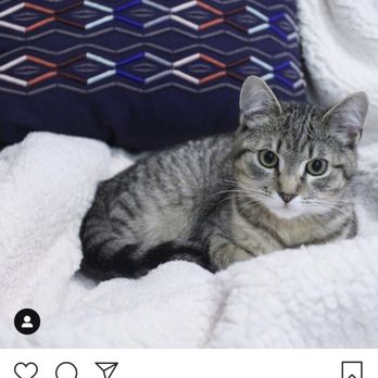Pasadena Humane - My cute cat! - Animal Shelters Near Me - Pasadena, California Pasadena Humane - My cute cat! - Animal Shelters Near Me - Pasadena, California