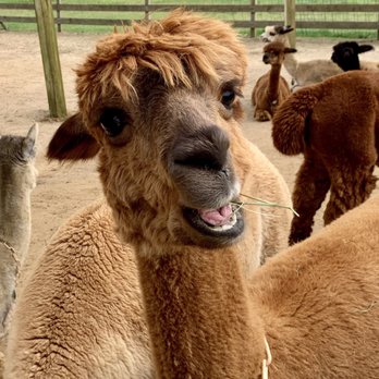 Island Alpaca - Smiling for the camera :-) - Knitting Supplies Near Me - Oak Bluffs, Massachusetts