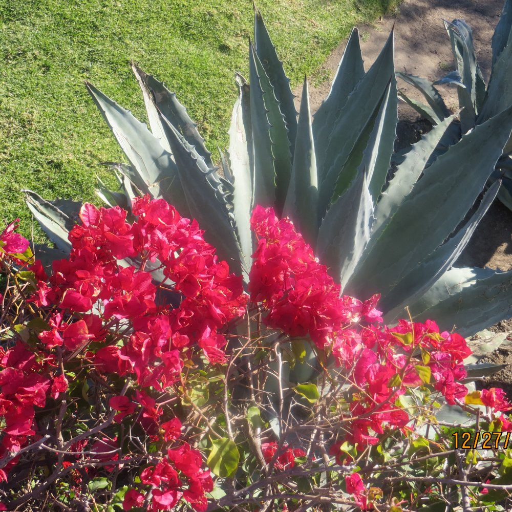 Grant Park - Parks Near Me - San Buenaventura, California Grant Park - Parks Near Me - San Buenaventura, California