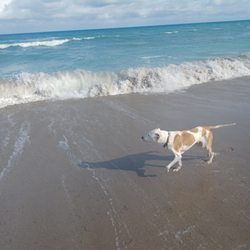 Sugar Grove Animal Hospital - Captains pure joy spot