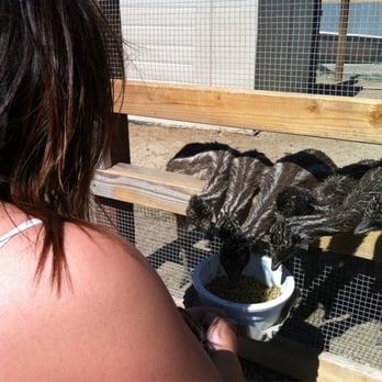Ostrichland USA - The babies are so cute! - Attraction Farms Near Me - Solvang, California
