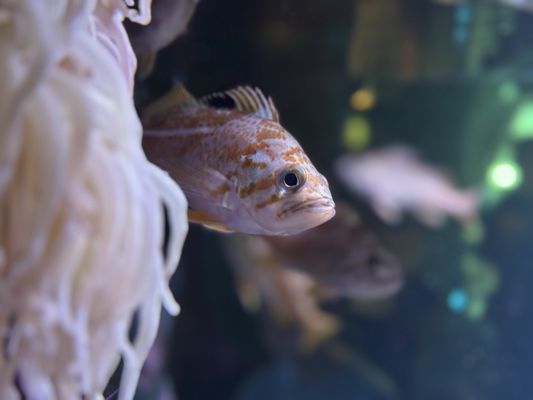 Seattle Aquarium by null