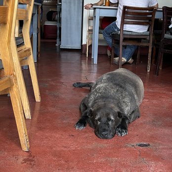 La Popular - Cool dog of the house - Mexican Near Me - Oaxaca, OAX La Popular - Cool dog of the house - Mexican Near Me - Oaxaca, OAX