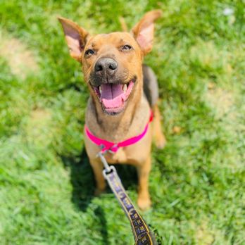 Club Fetch - Pet Groomers Near Me - Charlotte, North Carolina