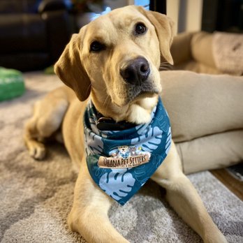 Ohana Pet Sitters - Dog Walkers Near Me Ohana Pet Sitters - Dog Walkers Near Me