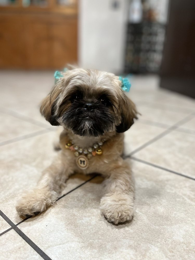 HAPPY PET GROOMING 235 Photos & 106 Reviews Pet Groomers 3256 W