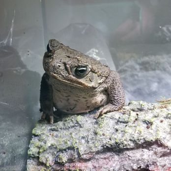 Reptile City - Cane Toad - Pet Stores Near Me - Honey Grove, Texas Reptile City - Cane Toad - Pet Stores Near Me - Honey Grove, Texas