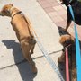 The Pawsitive Companion