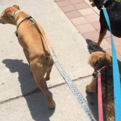 The Pawsitive Companion