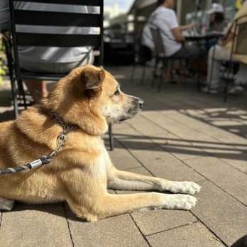 Atomic Biscuit - Dog friendly patio - Breakfast & Brunch Near Me - Salt Lake City, Utah Atomic Biscuit - Dog friendly patio - Breakfast & Brunch Near Me - Salt Lake City, Utah