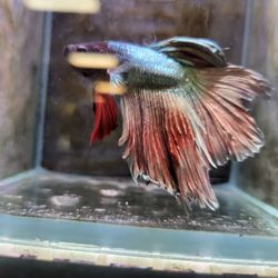 Trop-Aquarium