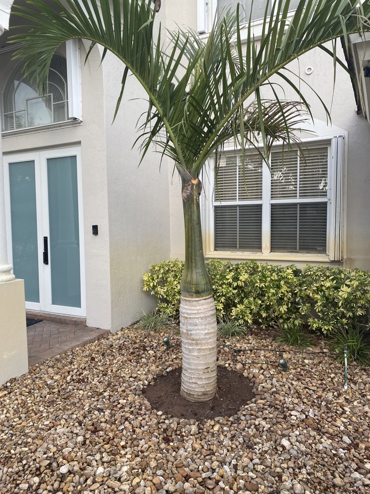 Tree Masters - tree service in Miami, FL