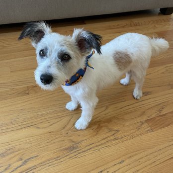 Doggie Grooming Styles - Dog - Pet Groomers Near Me - Los Gatos, California
