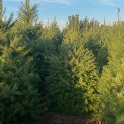 Happy Fresh Cut Christmas Trees
